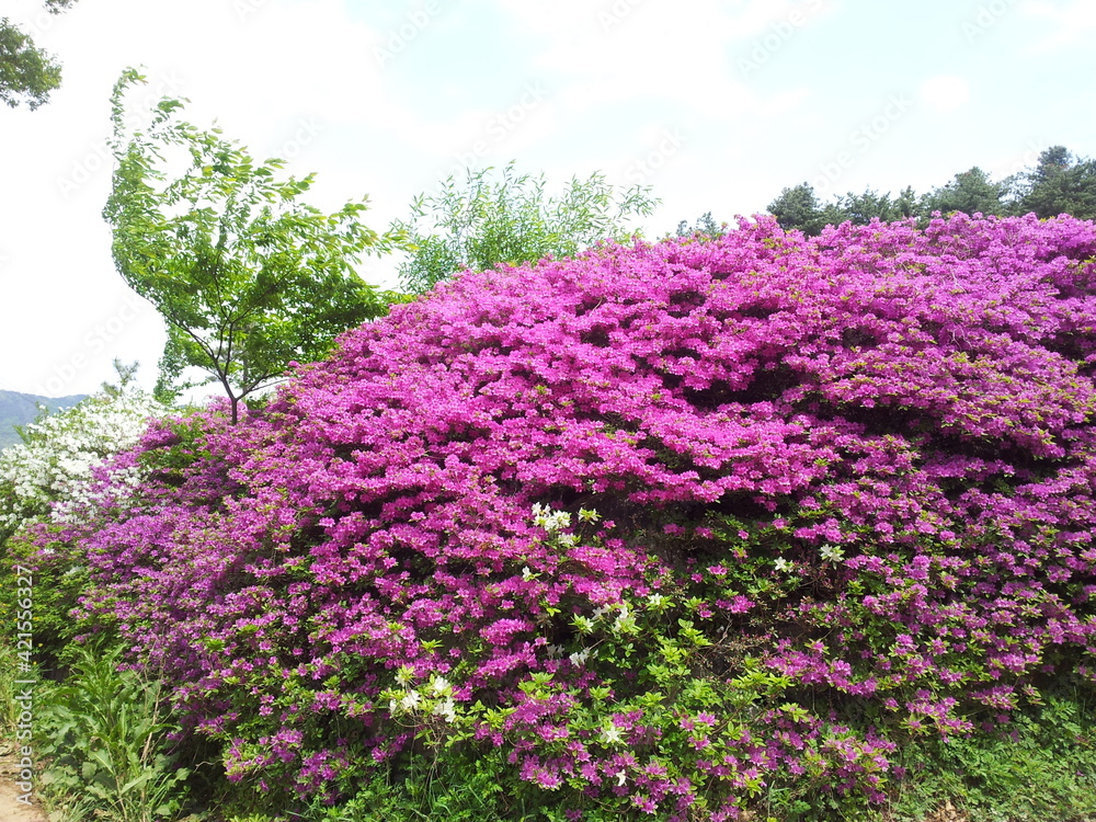 Obraz premium Flower