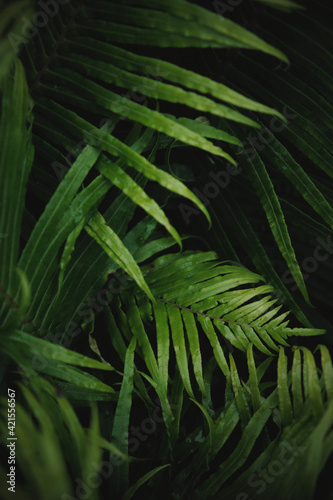 Dark green Botanical ferns leaves nature background.