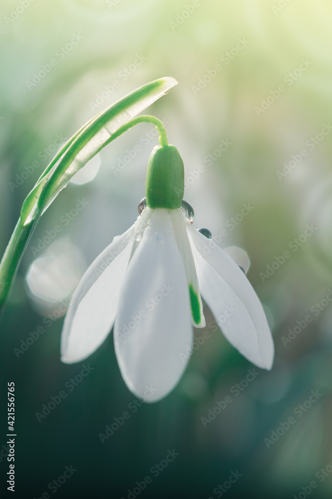 Snowdrops on bokeh background in sunny spring garden under sunbeams. Snowdrops on bokeh background in sunny spring garden under sunbeams.