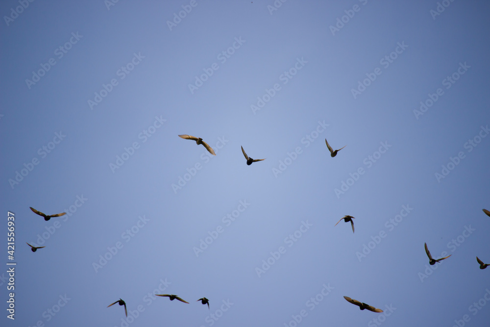 A flock of starlings flying in the sky. Background blue clear sky. Birds in the wild. A sunny summer day.