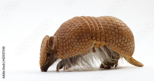 Armadillo walks towards camera - isolated on white background - close up