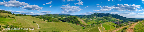 Panoramiv view over green summer vineyard landscape