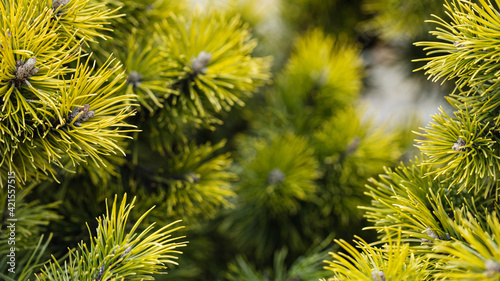 Green natural forest background. Green needles of spruce, pine on a green background with sun glare in selective focus on a blurred background....