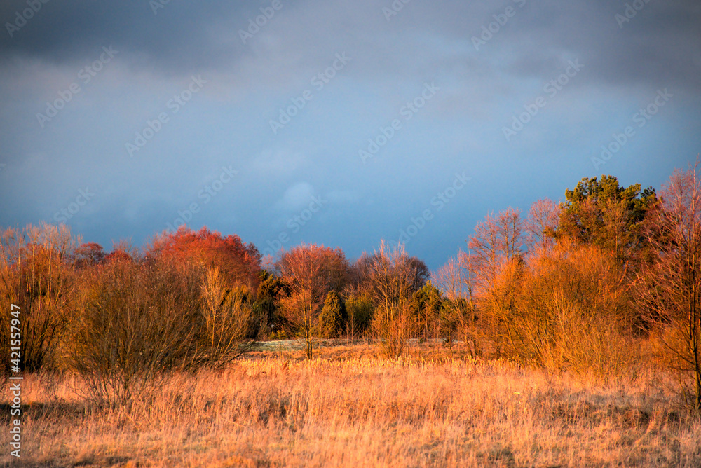 dry grass, trees and stormy sky, beautiful landscape