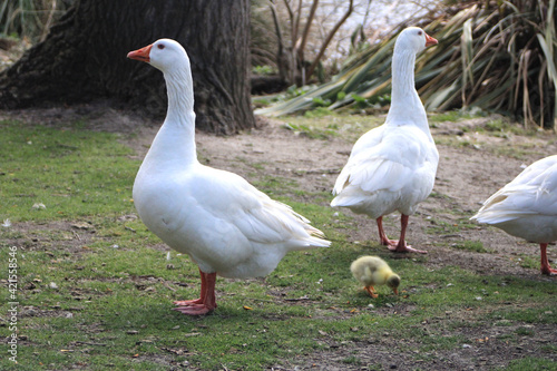 White geese with their young eating