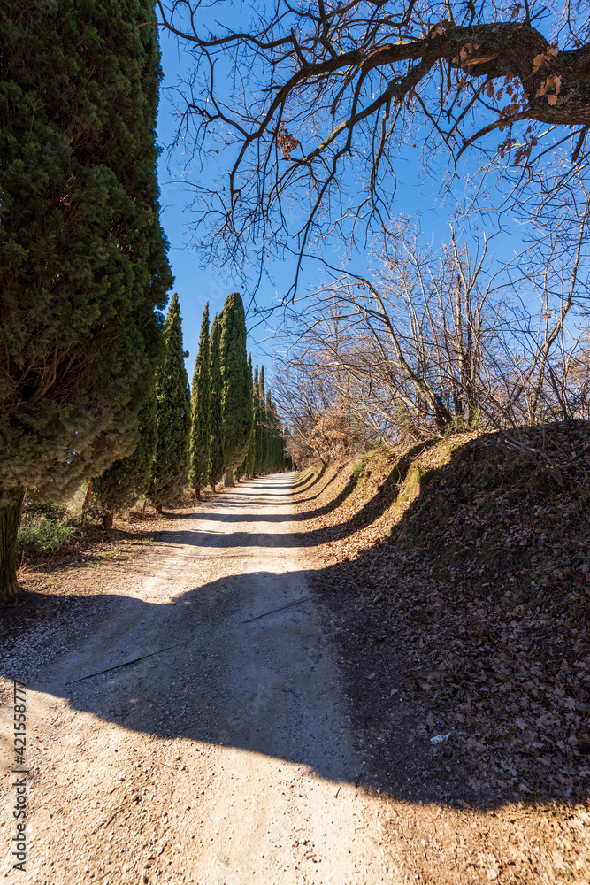 Country road with a row of cypress trees in the hill on the coast of Lake Garda (Rocca di Garda), Verona province, Veneto, Italy, Europe.