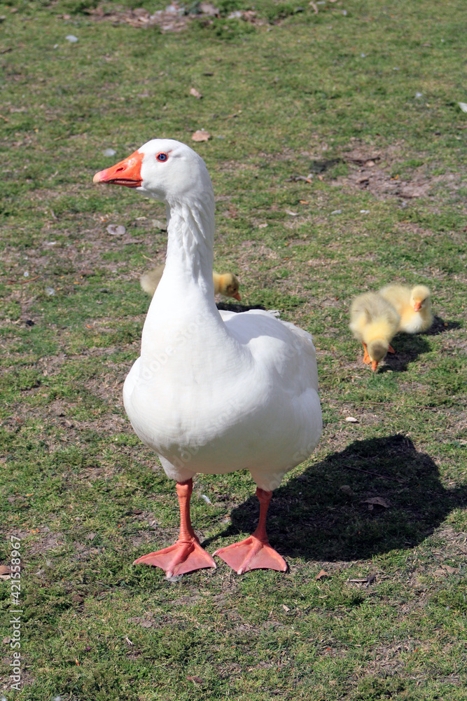 White geese with their young eating White geese with their young eating