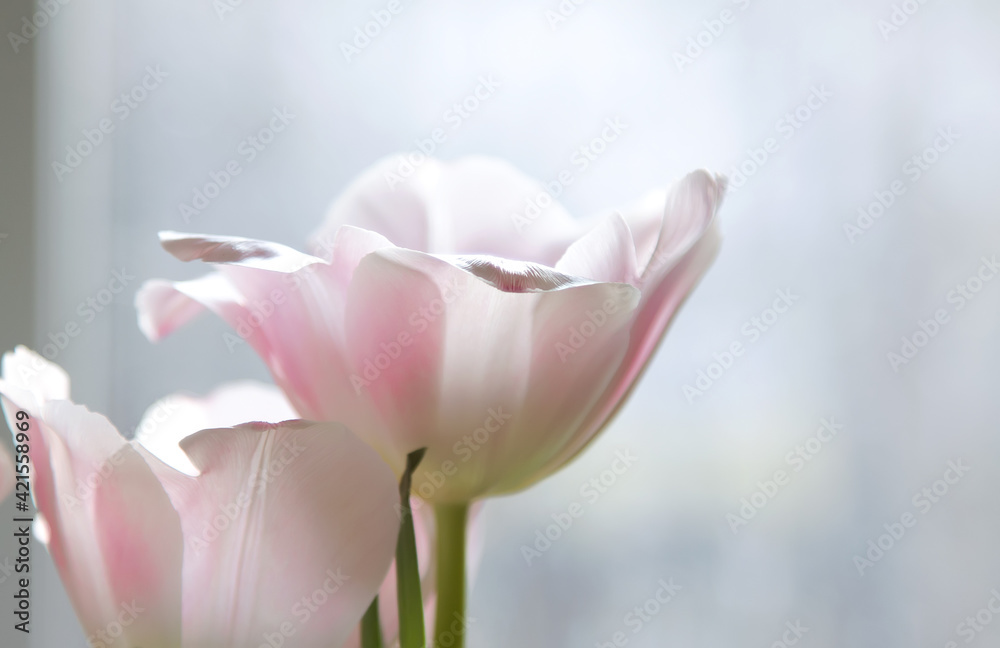 Abstract blurred background - pink tulips on a light, light-dark background in back or side soft lighting. Background for postcard or banner, copy space