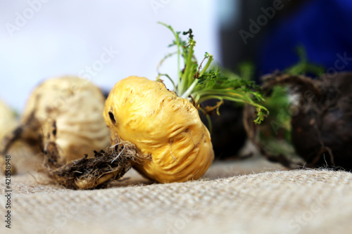 Fresh maca roots or Peruvian ginseng (lat. Lepidium meyenii) with maca products (maca powder) 
