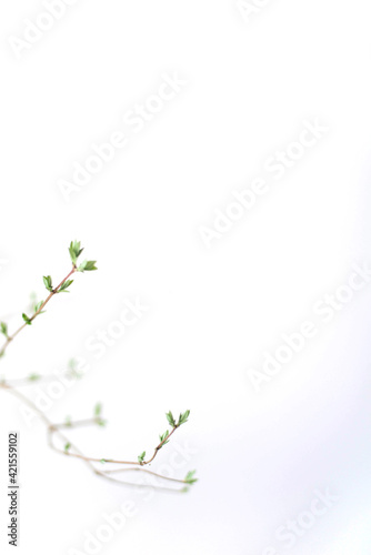 Dried flowers on white background