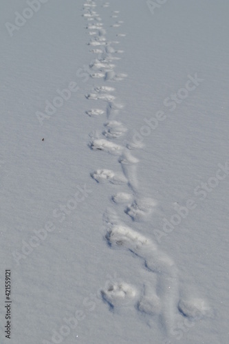 The footprints of the beast in the snow.
