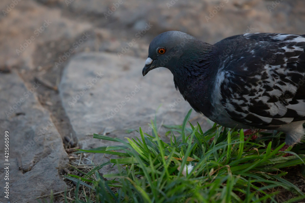 Obraz premium Rock Pigeon Foraging