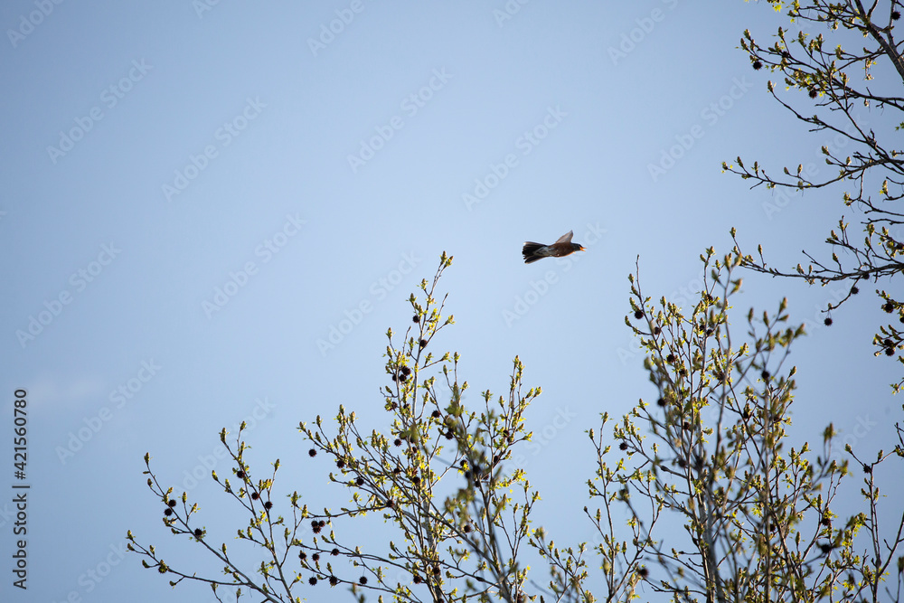 American Robin in Flight