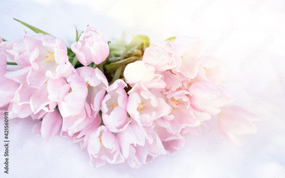 Bunch, bouquet of pink beautiful pastel tulips, flowers on white snow. Hello, welcome spring concept. Warm weather came. Melting ice.March.Sun is shining in forest.Romance, greeting card.Gentle color