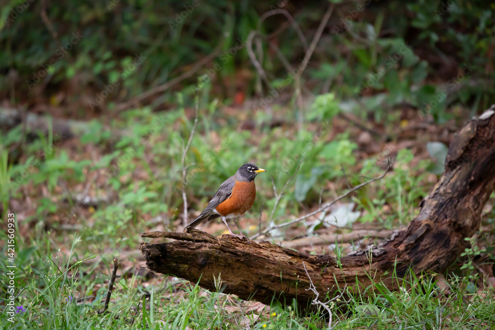 Curious American Robin Curious American Robin