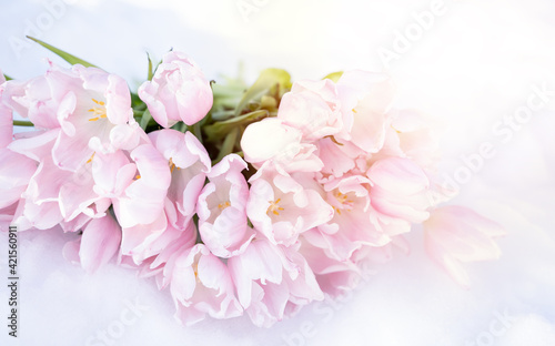 Bunch  bouquet of pink beautiful pastel tulips  flowers on white snow. Hello  welcome spring concept. Warm weather came. Melting ice.March.Sun is shining in forest.Romance  greeting card.Gentle color