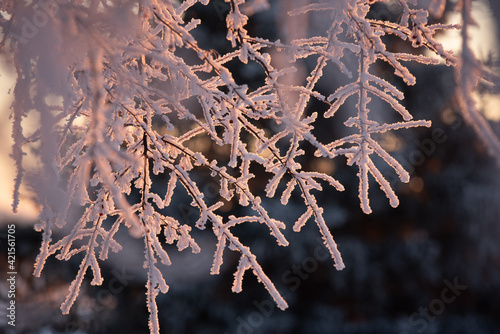 snow on branches