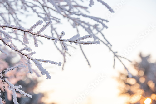 snow covered branches