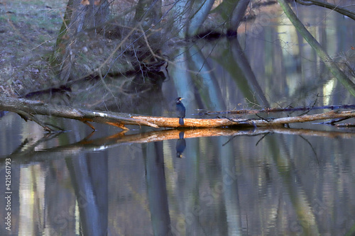 WROCLAW, POLAND - FEBRUARY 22, 2021: Great cormorant in water reflection. The Milicz Ponds (Polish: Stawy Milickie). Nature Reserve in Barycz Valley Landscape Park, Poland, Europe.