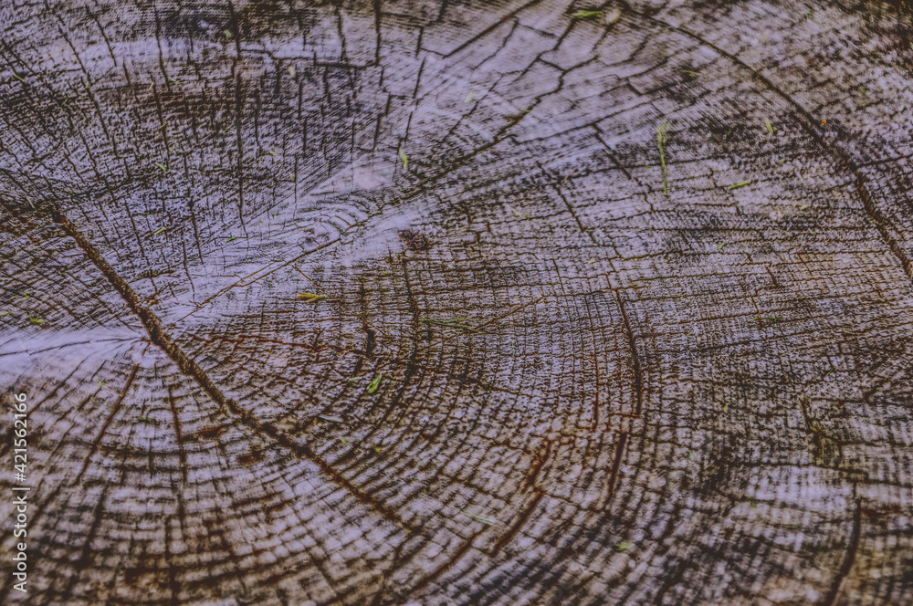 Fototapeta premium wood texture