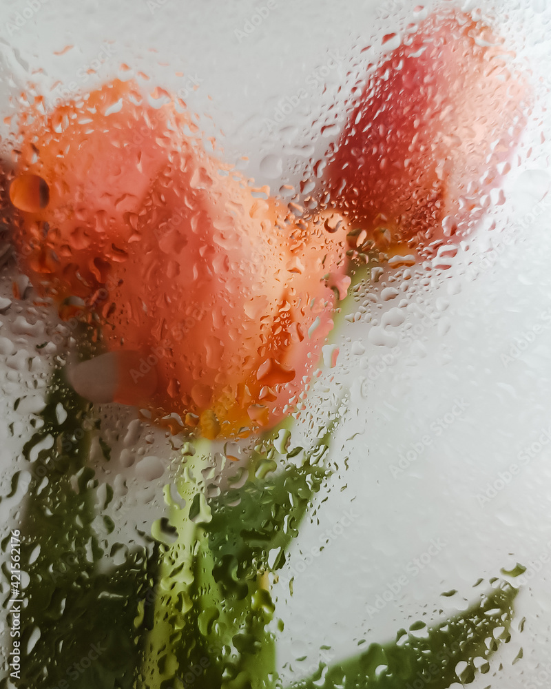 Fototapeta premium orange tulips with water drops on glass