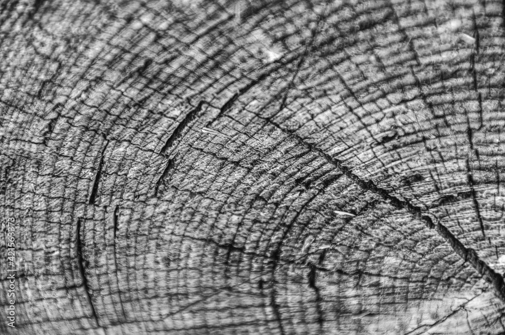 Fototapeta premium old wood background