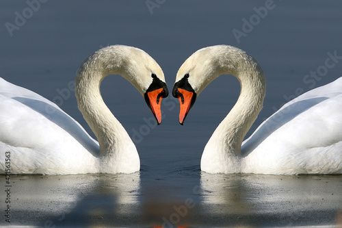 WROCLAW, POLAND - FEBRUARY 22, 2021: Two swans forming a heart. The Milicz Ponds (Polish: Stawy Milickie). Nature Reserve in Barycz Valley Landscape Park, Poland, Europe.