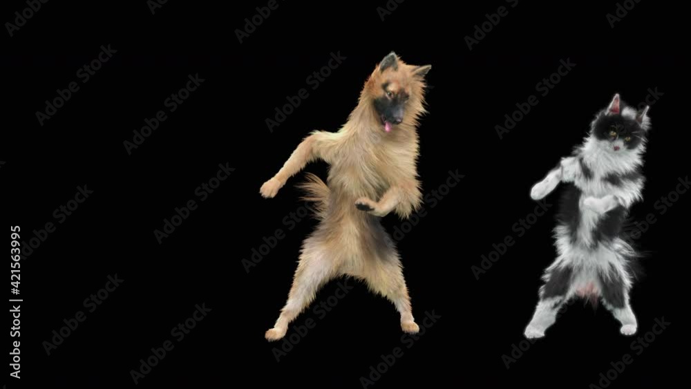 Funny cat and dog dance video download hotsell