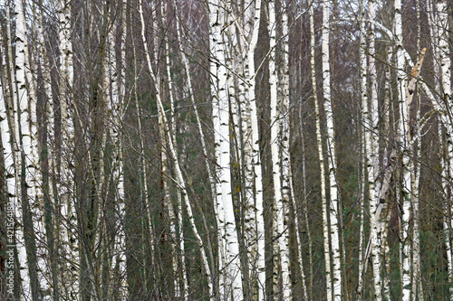 in a birch grove
