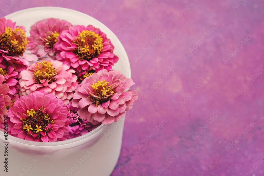 Pink zinnia flowers on purple background