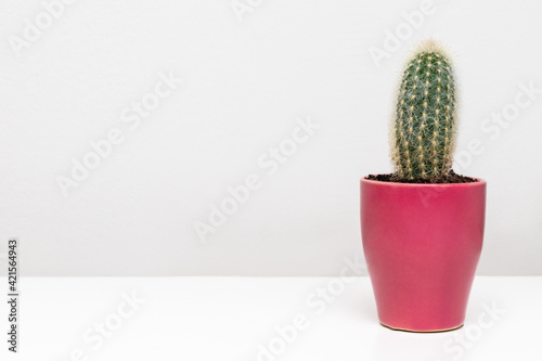 Cactus plant in pot on the shelf against white wall.