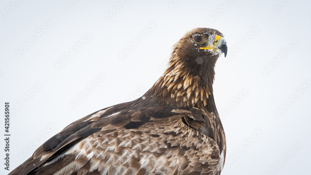Golden eagle (Aquila chrysaetos) portrait with negative space Golden eagle (Aquila chrysaetos) portrait with negative space