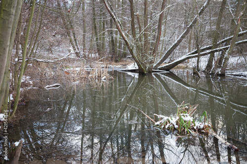 reflection in a pond in the forest