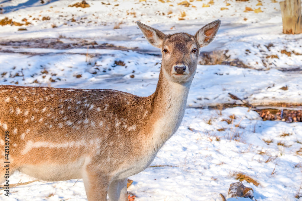 Portrait of a female fallow deer Portrait of a female fallow deer
