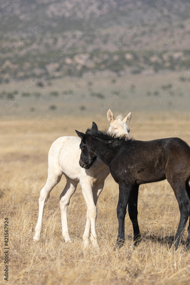 Pair of Cute Wild Horse Foals in the Utah Desert Pair of Cute Wild Horse Foals in the Utah Desert