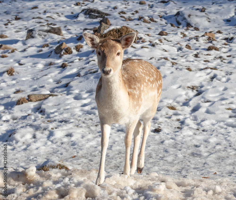 Young fallow deer with pale fur and white spots