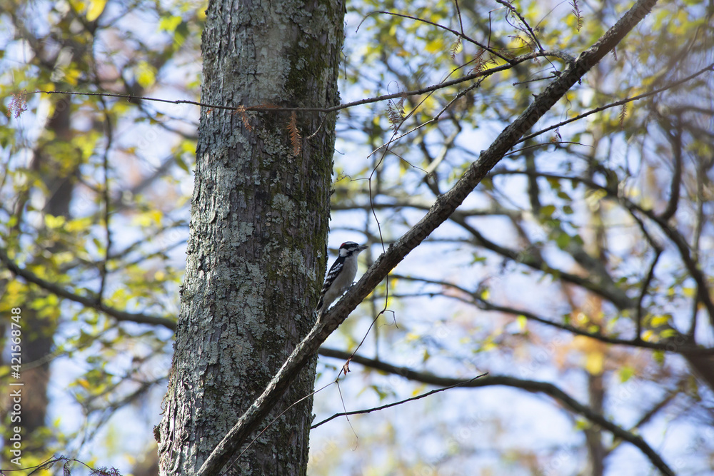 Hairy Woodpecker Hairy Woodpecker