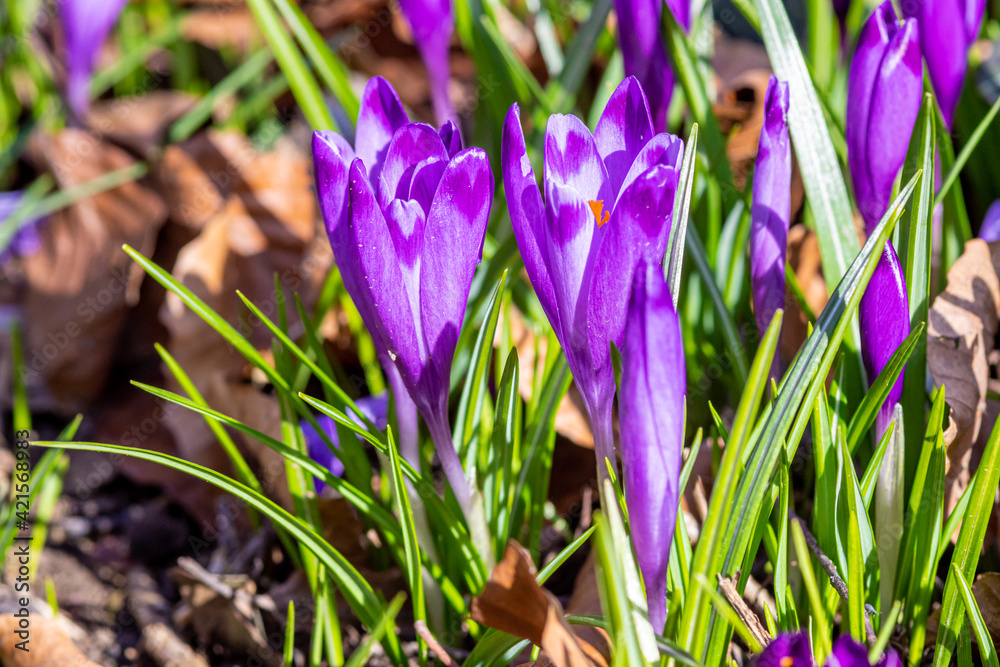 Purple crocus flowers in Early Spring in a local park Purple crocus flowers in Early Spring in a local park