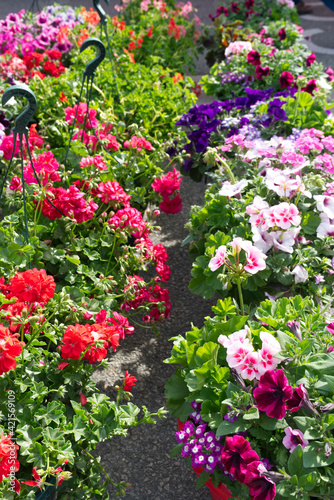 Geraniums and other flowers for sale