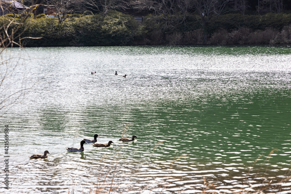 Ducks and ducks swimming in the pond Ducks and ducks swimming in the pond