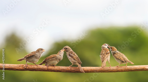 Картината върху платно birds sparrows feed their fledgling chicks on a branch in a summer sunny garden