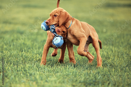 Hungarian Vizsla puppies playing on the lawn
