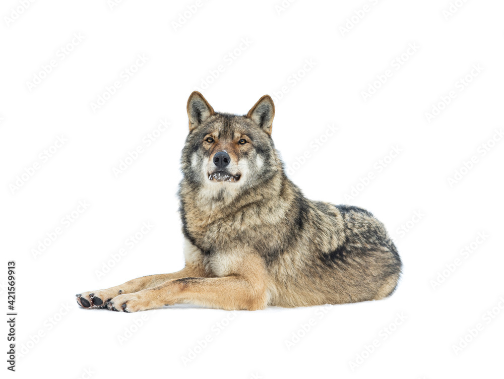 Gray wolf lies on the snow isolated on white background