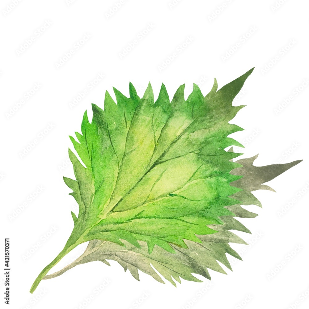 Green Leaf 大葉の水彩イラスト 薬膳 薬味 カットイラスト Stock Illustration Adobe Stock