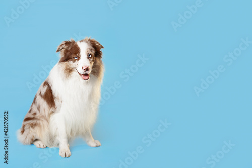 border collie dog on blue background