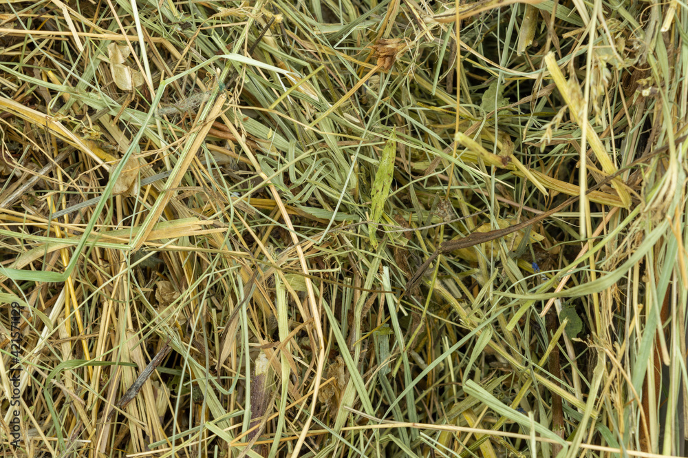 dry grass texture background close up copy space dry grass texture background close up copy space