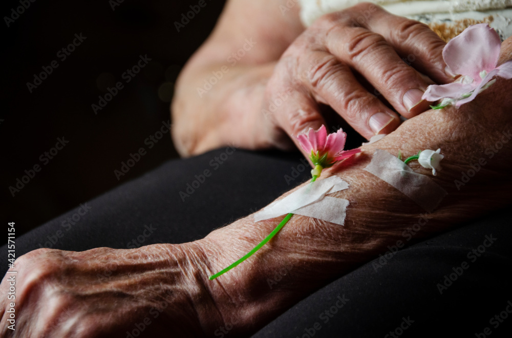 Flowers on old hands of grandmother close-up. Grandmother's wrinkled hands with flowers. Forgiveness concept. Love and care. Human kindness. Mercy. Old age. Soul beauty never gets old