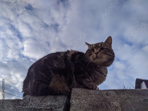 kitten on a fence against the background of a beautiful sky
