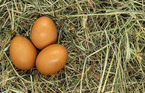 eggs on grass texture close up copy space photo