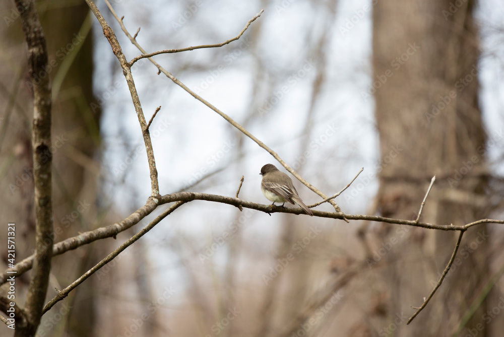 Curious Eastern Phoebe